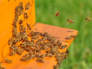 Chroń pszczoły i inne owady zapylające - komunikat