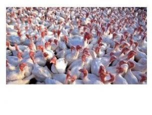 Zmiana rozporządzenia - grypa ptaków